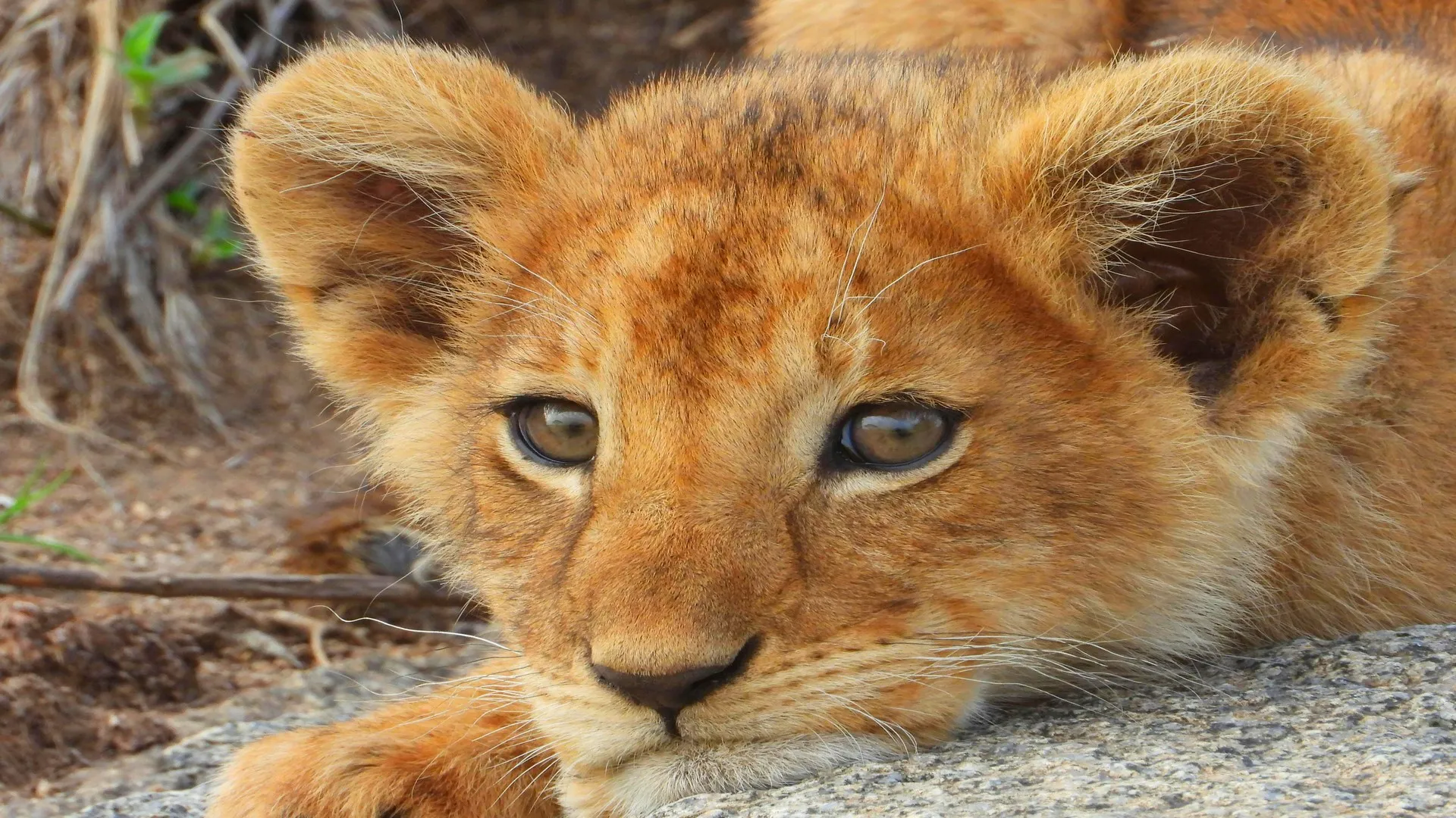 The unforgettable Kenya safari
