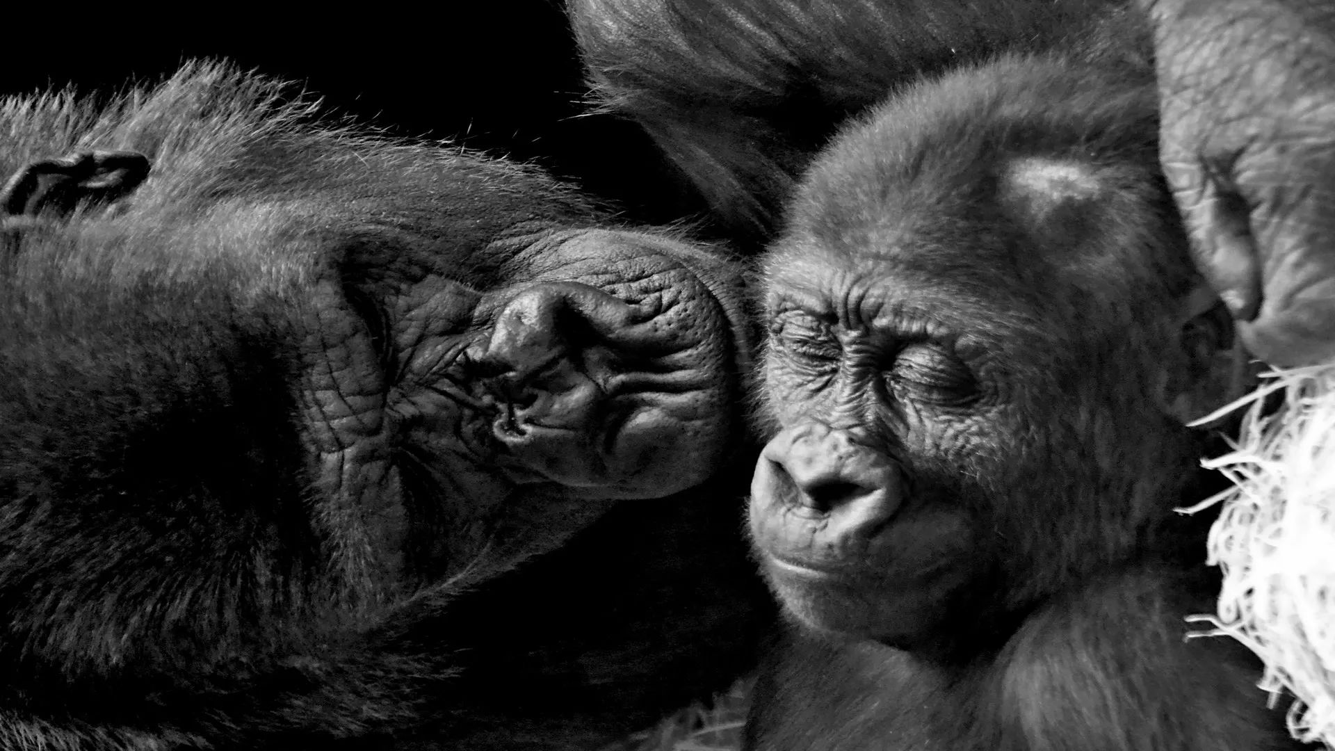 Gorilla-watching safari 1